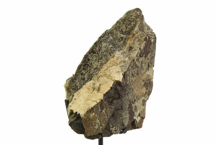 Fossil Triceratops Limb Section w/ Metal Stand - South Dakota #350603